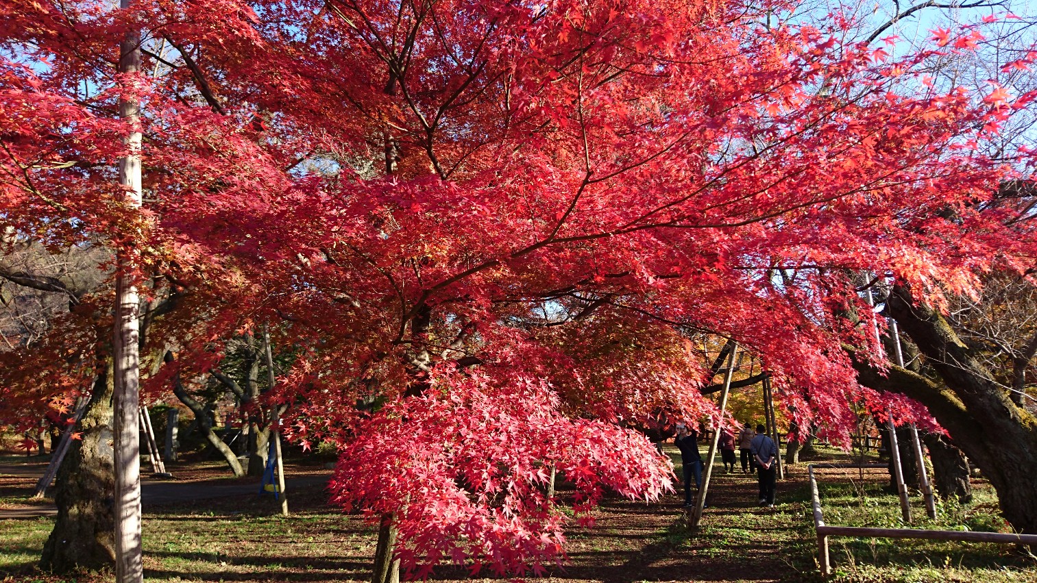 紅葉狩り